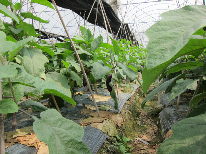舜泰茄子種植基地